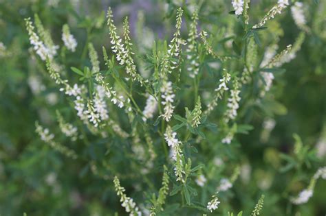 14 01 Melilotus alba Desrousseaux Mélilot blanc Trèfle d odeur