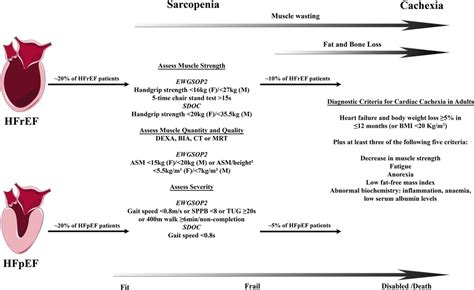 Frontiers Locomotor And Respiratory Muscle Abnormalities In HFrEF And