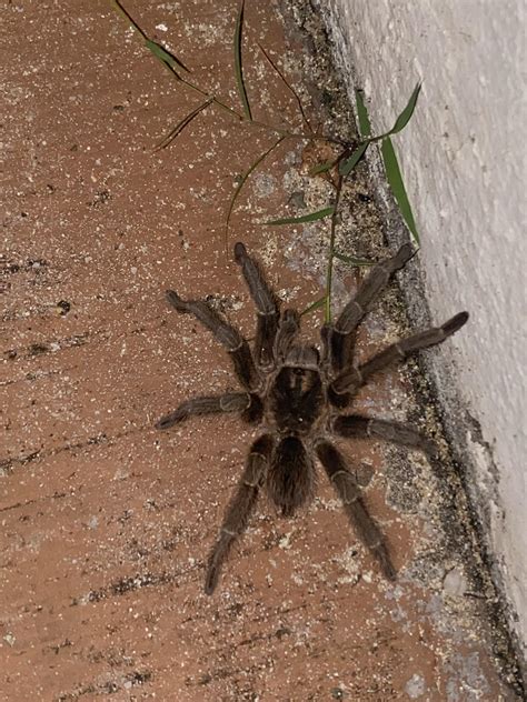 I Almost Stepped On This Beautiful Tarantula Antigua And Barbuda R