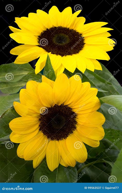 Pair Bright Yellow Sunflowers With Green Foliage Stock Image Image Of Flora Agriculture 99563537