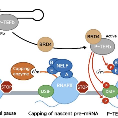 Pdf Role Of Rna Polymerase Ii Promoter Proximal Pausing In Viral