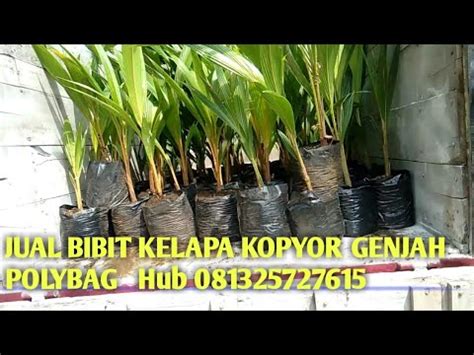 Jual Bibit Kelapa Kopyor Polibek Bibitkelapakopyormurah Youtube