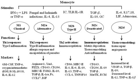 Overview Of Macrophage Activation Stimuli Induce The Polarization Of