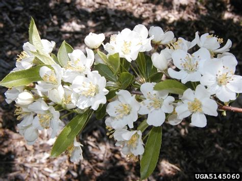 Japanese Flowering Crabapple Malus Floribunda