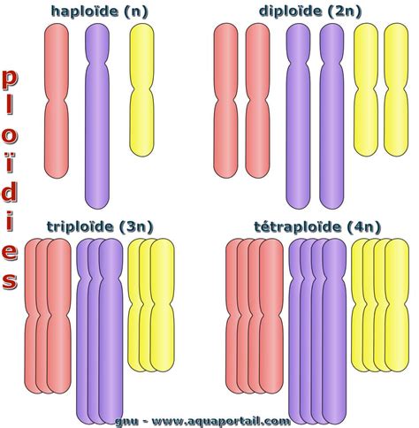 Ploïdie définition et explications