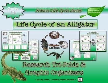 Alligator Life Cycle Diagram