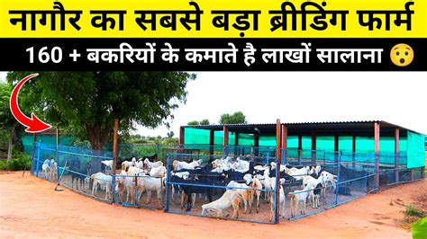 नागौर का सबसे बड़ा ब्रीडिंग बकरी फार्म Goat Farm Tour Goat Farming In