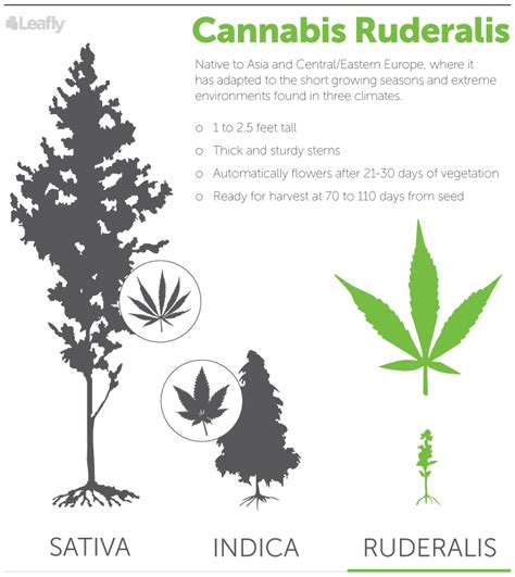 What Is Cannabis Ruderalis? | Leafly