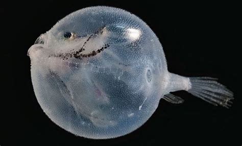 【深海の芸術】美しすぎる深海生物20選 Curazy クレイジー 海の魚 水生 生物 深海の生物