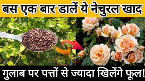 Best Homemade Natural Fertilizer For Rose Plant Rose Plant Growing