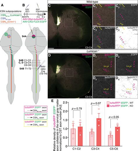 Exclusionary Subtractive Viral Labeling Reveals Increased Csn Bc Med