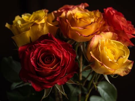 Yellow And Red Roses Meaning And Symbolism