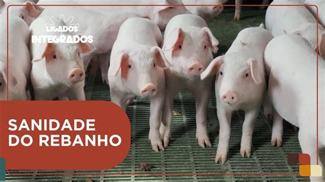 Doença vesicular suína ou febre aftosa como diferenciar as doenças