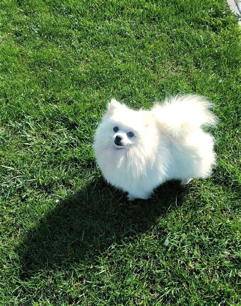 Pomapoo Maltipoo Xxss Piesek Szpic Pomeranian Pudel Toy Pilzno