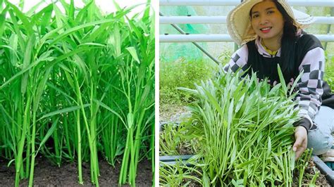 How To Grow Water Spinach From The Seeds To Harvest Fast At Home Youtube