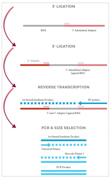 NEXTflex Small RNA Sequencing Kit v3 Small RNA文库制备 蓝景科信北京技术有限公司