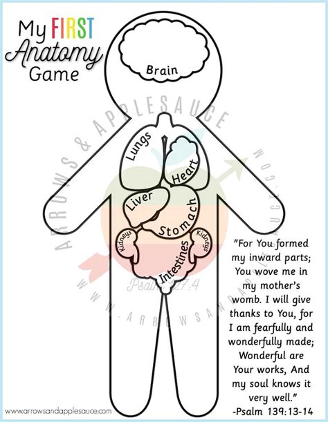 Anatomy Game Printable Human Body Preschool Activity About Etsy