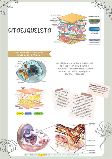 Apuntes DE Clase CITOESQUELETO La célula es la unidad básica de la