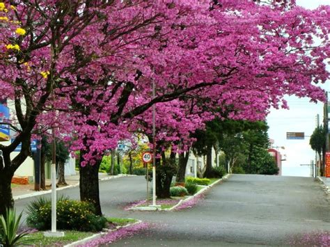 Tr S Passos Cidade Ga Cha Capital Da Regi O Do Celeiro