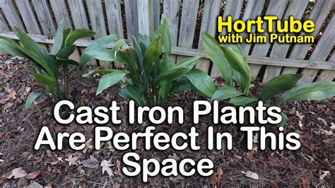 Cast Iron Plants Are Perfect For This Space Youtube