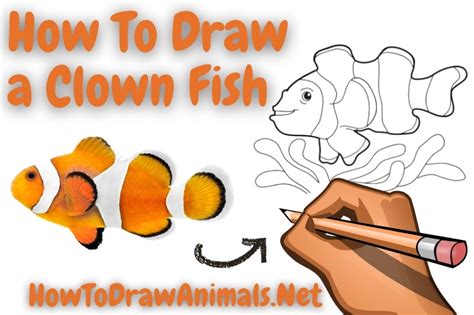 How To Draw A Clown Fish Easy And Fun Drawing Guide