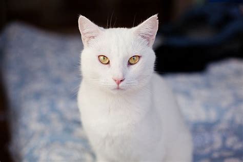 White Cat Breeds With Yellow Eyes - Dogs And Cats Wallpaper