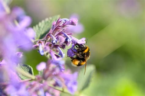 Bumblebee Friendly Schools Award Curriculum Wing Bumblebee