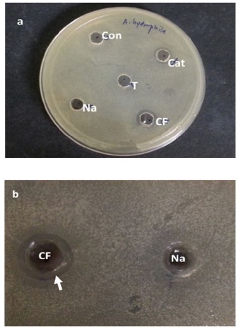 Antimicrobial Activities Of Cell Free Supernatant Cfs Against A A