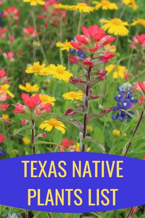 Texas Native Plants List: 19 Lovely Lonestar Wildflowers