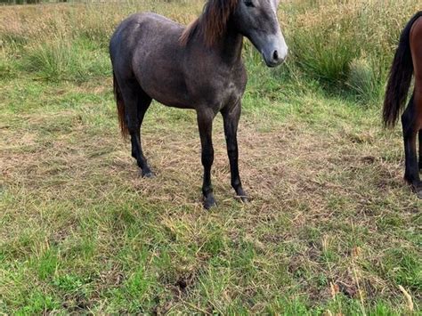 connemara | 268 Ponies Ads For Sale in Ireland | DoneDeal