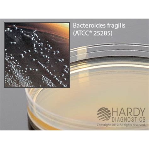 Hardy Diagnostic G05 Dry Culture Media Bbe Agar Plate 90 Day Shelf