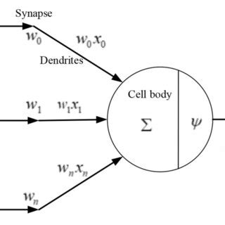 | Structure of a simple neuron. | Download Scientific Diagram