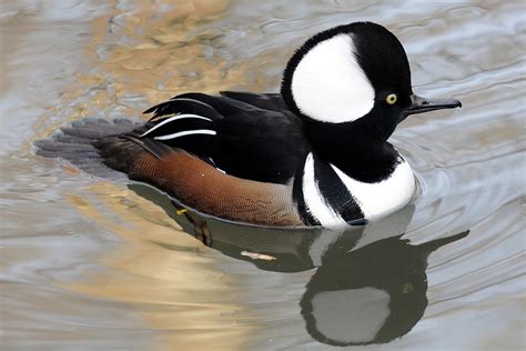 Hooded Merganser | The Maryland Zoo