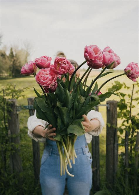 Bulbs Tulip Vouge Buy Bulbs Online Florea