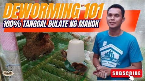 Paano Purgahin Ang Mga Alaga Nating Manok Deworming Purga For