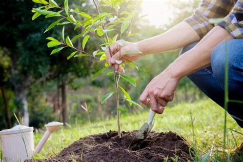 Come Piantare Un Albero Non Sprecare