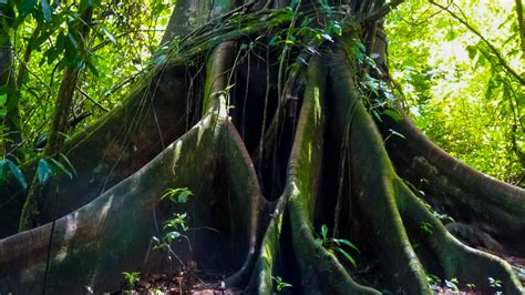 Corcovado National Park Tours - Hiking Guided Tours