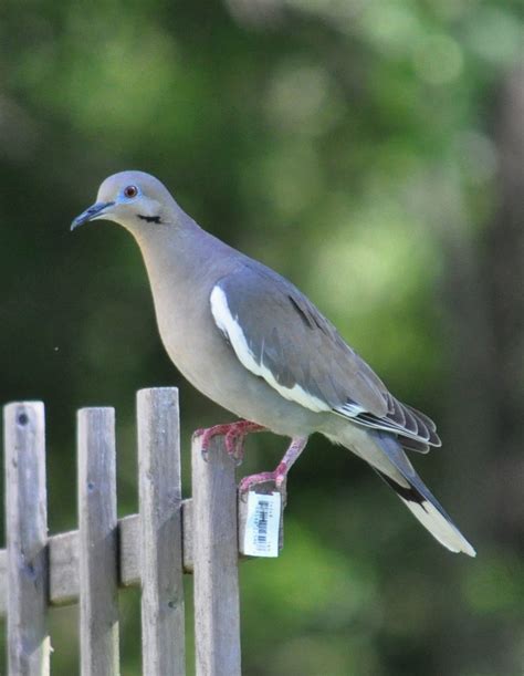 White-winged Dove (Birds of the Outer Lands) · iNaturalist