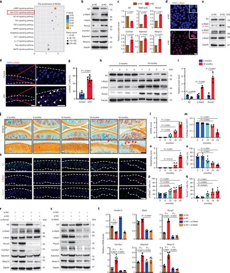 Kindlin 2 Loss Induces Chondrocyte Hypertrophic Differentiation And Download Scientific Diagram