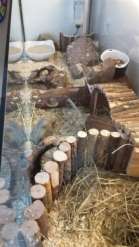 cage for gerbils | Criceti, Roditori, Animali