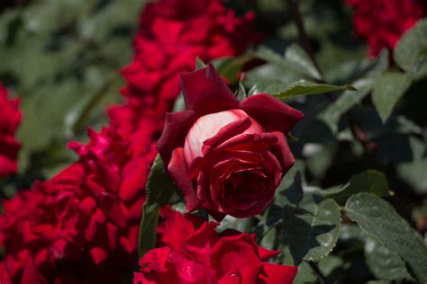 10 Easy Flower Photography Ideas And Tips For Beginners