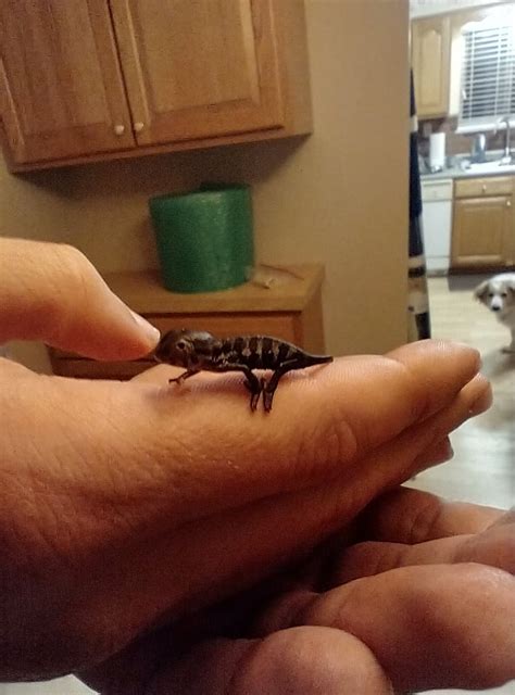 Help Identifying Sex Of Baby Panther Chameleon Chameleon Forums