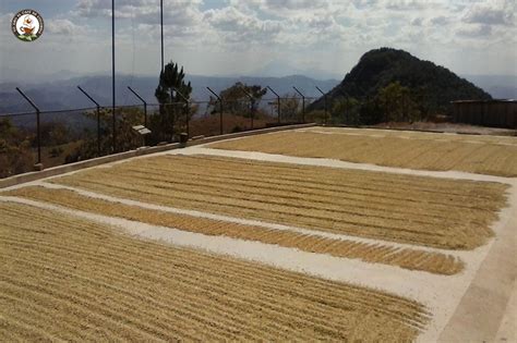 Secado del café otra de las claves para que el Café de Colombia sea de