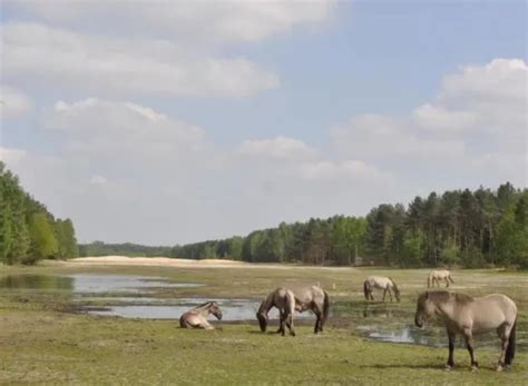 Agentschap Natuur En Bos Plant Bijna 8 Hectare Nieuw Bos Aan In