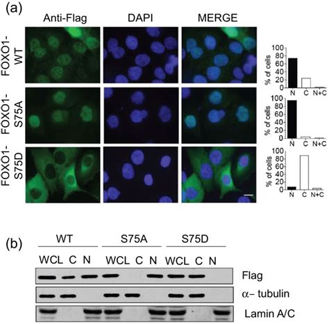 Plk Mediated Phosphorylation Of Foxo Leads To Its Nuclear Exclusion