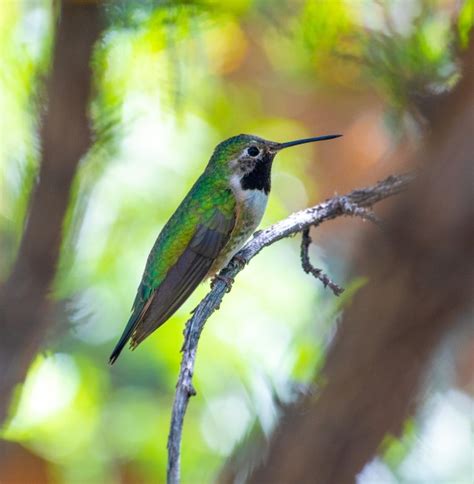 Eight Species Of Spectacular Hummingbirds —southeast Arizona June 2019