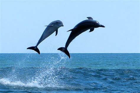 Swim With The Dolphins - Dolphin Discovery Centre Bunbury Reservations