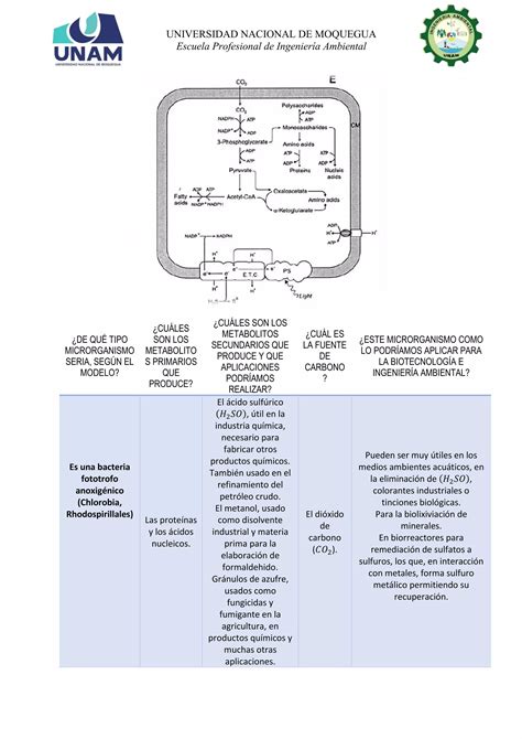 Metabolismo Microbiano PDF