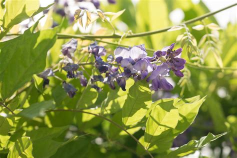 Garten Navi Chinesischer Blauregen Wisteria Sinensis