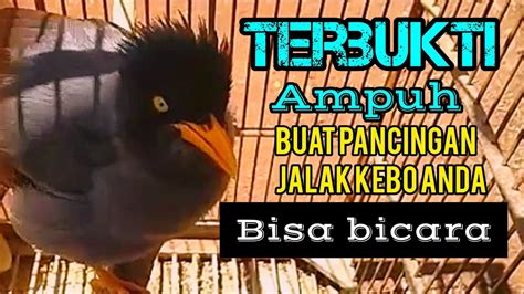 SUARA BURUNG JALAK KEBO TERBUKTI PALING AMPUH BUAT PANCINGAN BURUNG